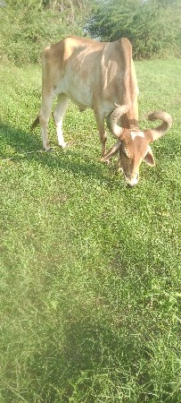 બળદ વેચવાના છે