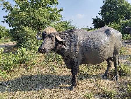 ભેંસ વેચવા ની સે 2 જુ વેતર