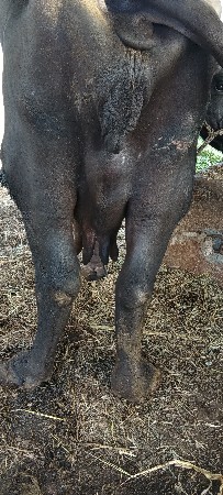 ભેંસ વેચવાની છે
