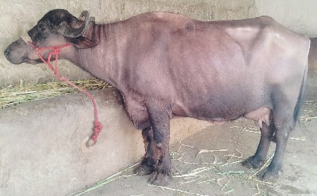 ભેંશ