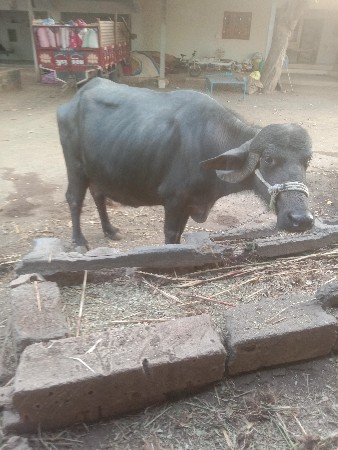 ભેંસ વેચવાની છે
