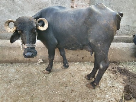 9904324351 આ નંબર પર કોલ મેસેજ કરવુ