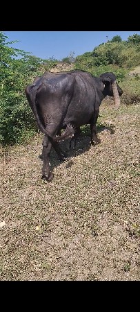 બે ભેસો વેચવાની છે