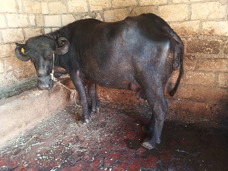 બે ભેંસ વેચવાની છે