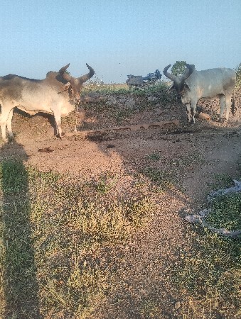 બળદ વેચવાના છે