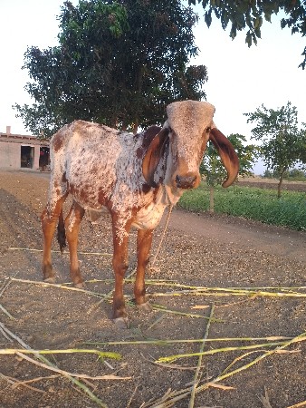 🐄 વાશળી પારવા દેવાની છે