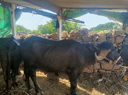 પાડો વેચવાનો છે બીજા વડા નો