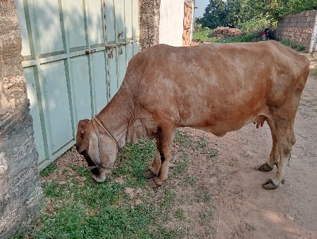 ગીર કોર્સ ગાય