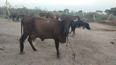 ગીર ગાય વેચવાની છે