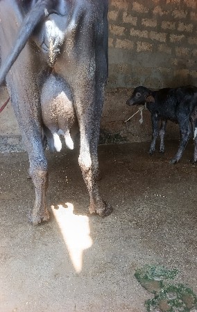 ખડૅલી વૅચવાની છૅ