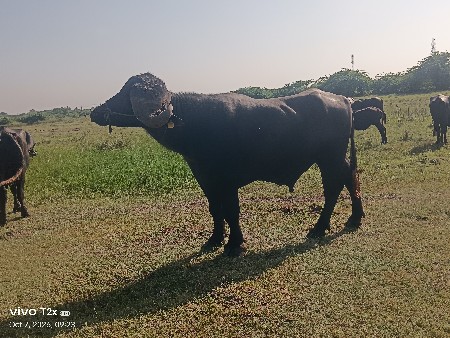 પાડો વેચવાનો છે
