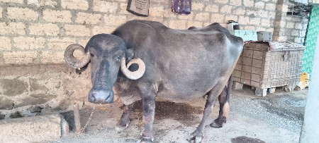 આભેસ વેસવાની સે જવાબદારી વાળી