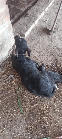 પાડો વેશવાનો છે