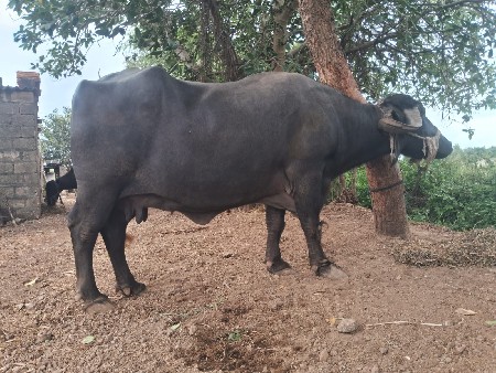 દસ બાર દીવસ ની કાચી