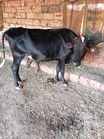 ગાય વેચવાની છે