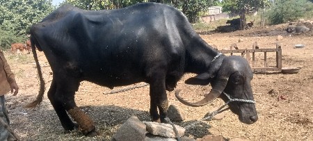 ટોટલ જવાબદારીથી દેવાની છે