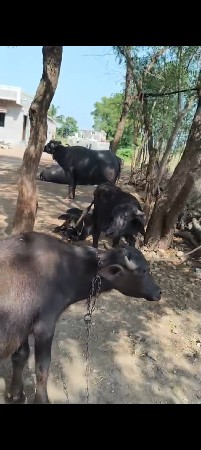 બે પાડી વેચવાની છે