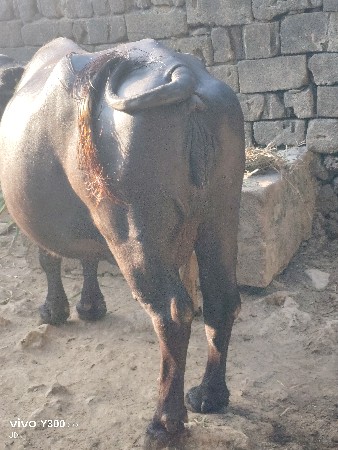 ભેંસ વેસવાની છે