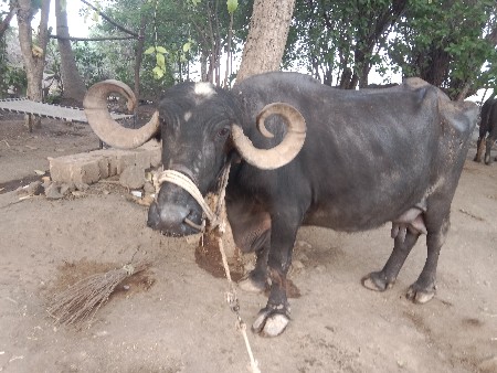 ભેંસ
