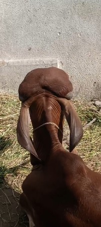 વાછડી વેચવાની છે