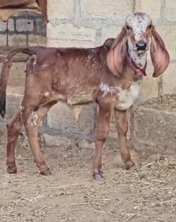 ઓરીજનલ ગીર ગાય વેચવાની છે