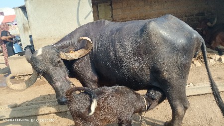 ભેંશ