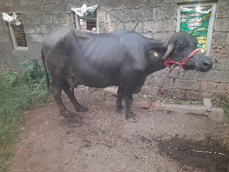 ભેંશ વેચવા ની છે