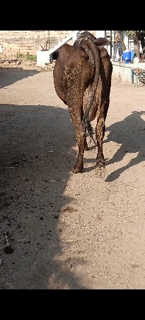 ગાય