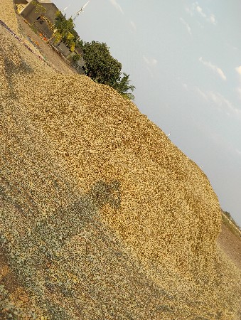 મગફળી નો પાલો વેચવાનો છે.