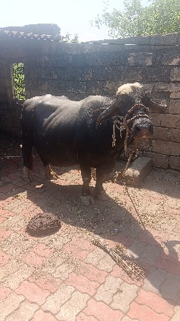 વેચવાની