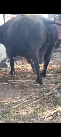 ભેસ વેચવાનીછે