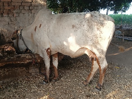 vesvani