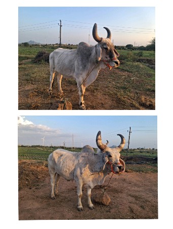 બળદ વેચવાના છે