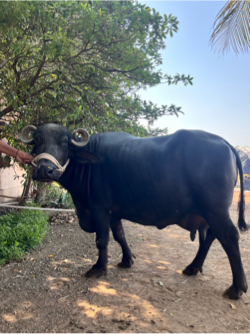 8 દિવસની કાચી