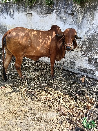 ગીર હોડકી વેચવાની છે વેતર ૨