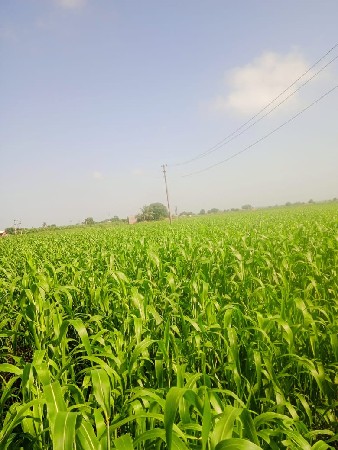 લીલું વેસવાનું છે.