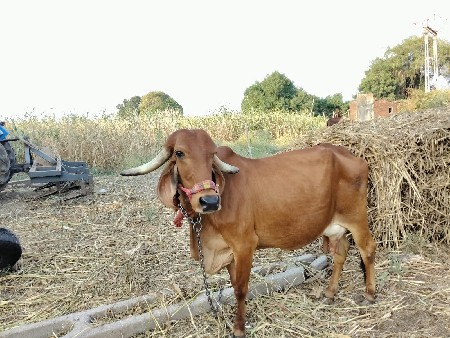 ગાય વેચવાની છે