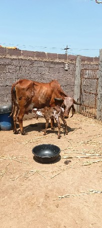 ગીર હોડકી નાં સાટા માં પારેટ ભેંસ