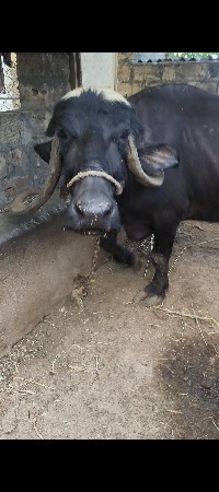 ભેશ વેચવાની છે