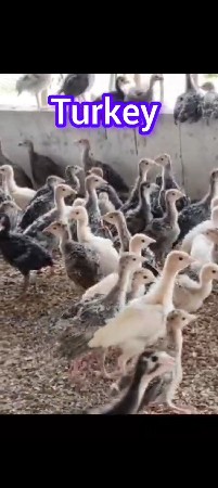 તેકી અને ગ્રીનફાઉલ છે.