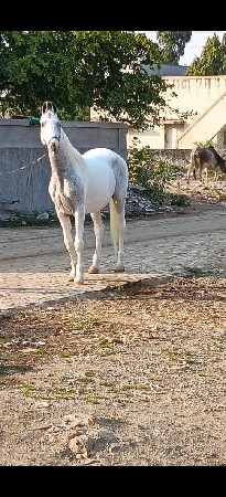 ઘોડિ છે