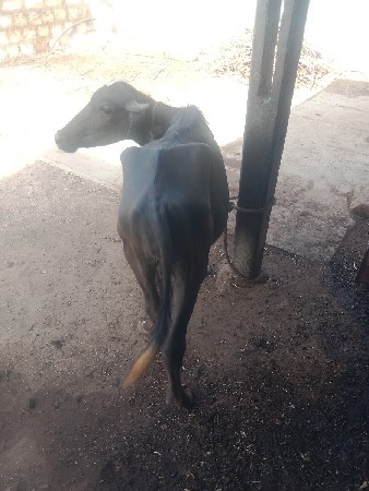 અઢીવરસનોછેપાડોવેચવાનોછે