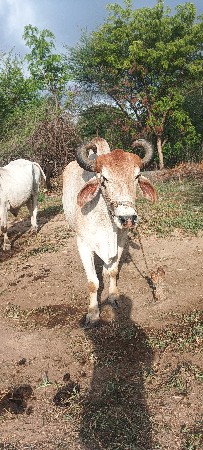 ત્રણ ત્રણ બળદ ચાર ચાર વાણીના બળદ છ