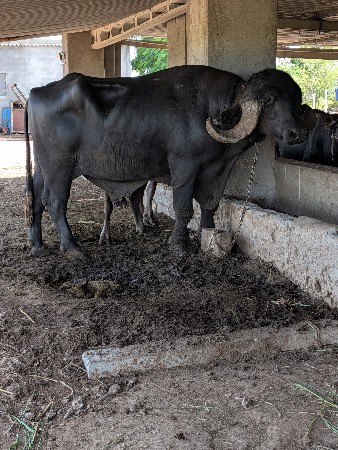 પાડો