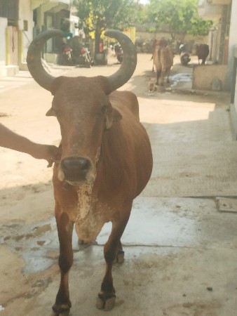 ગાય વેચવાની છે