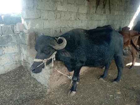khareli