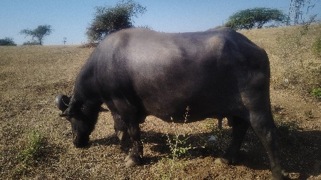 ભેંસ વેચવા ની છે