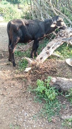 Naresh