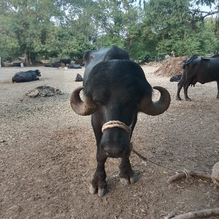 પાડો વેચવાનો છે