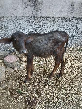 પાડા